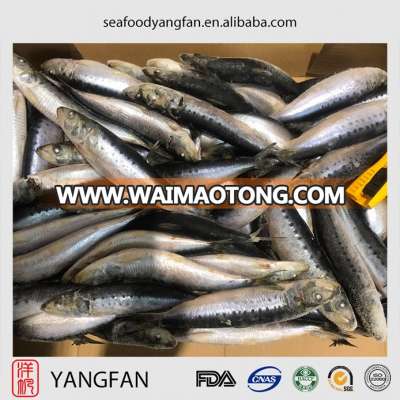 Frozen fresh sardine whole round with sardinella longiceps