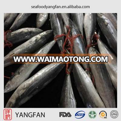 New frozen spanish mackerel for sale with whole round scomberomorus niphonius from China