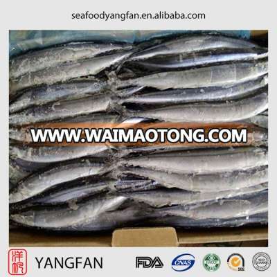 High quality frozen pacific saury with cololabis saira from China