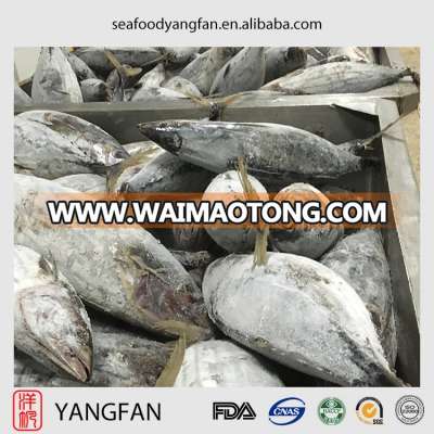 New fresh frozen skipjack tuna for sale with whole round katsuwonus pelamis from china