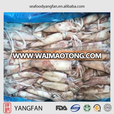 Sea frozen good quality loligo squid for sale with whole round loligo chinensis from China